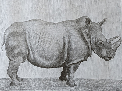 Rhinoceros animal drawing graphite illustration nature