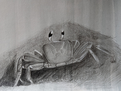 Crab at Kittyhawk, 1903 animal crab drawing graphite illustration