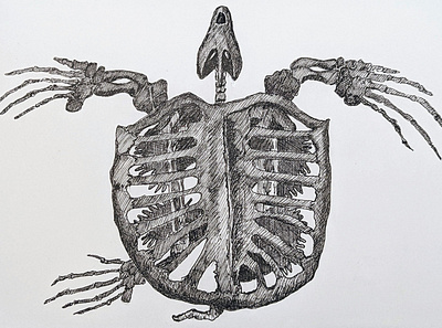 Archelon: Extinct Giant Sea Turtle animal drawing illustration ink nature