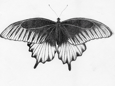 Great Mormon (!) Butterfly animal drawing illustration ink nature