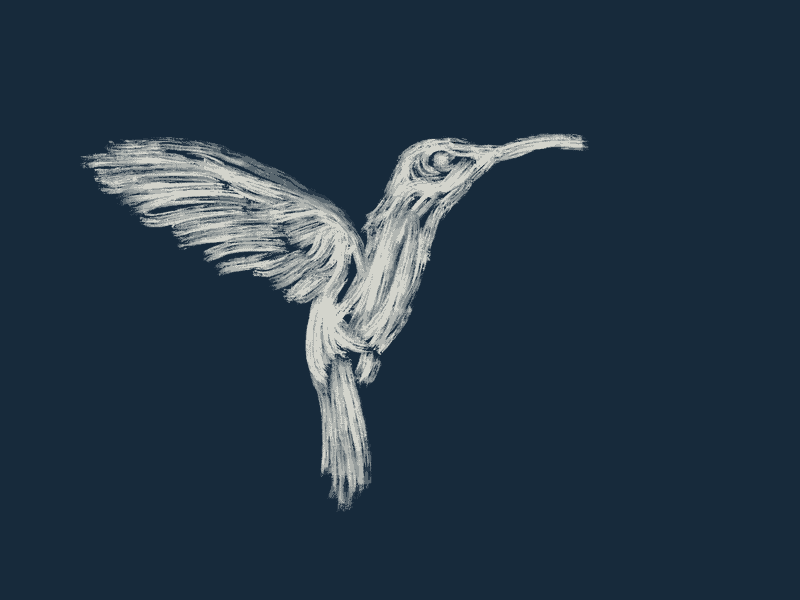 Hummingbird animation brush illustration motion procreate