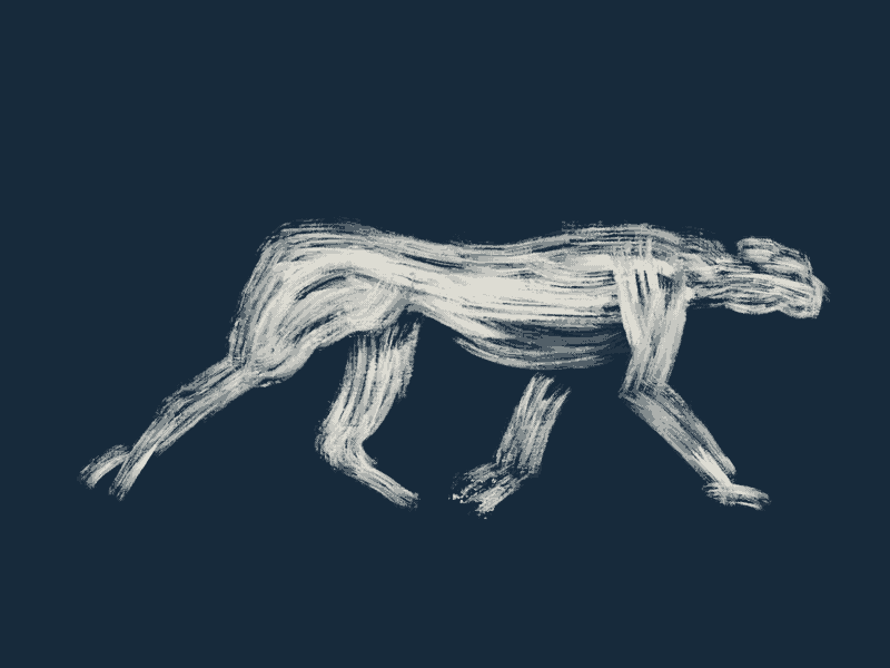Cheetah after animal animation brush feline framebyframe illustration motion painting procreate rotoscoping walkcycle wild