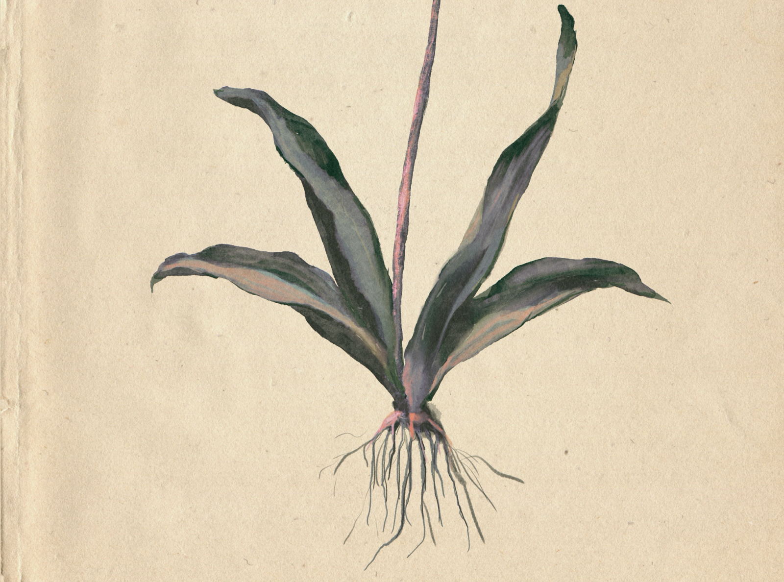 tulip roots! by Lisanne Brouwer on Dribbble