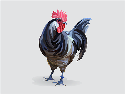 The Rooster animal bird chicken cock farm graphic illustration rooster vector