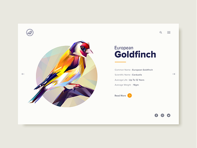 European Goldfinch bird european goldfinch illustration information landing low poly ux page slider ui