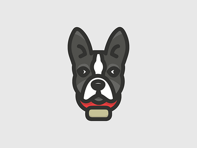 Boston Terrier