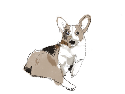 Minna corgi sketches animal corgi cute dog illustraion procreate simple sketch