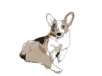 Minna corgi sketches