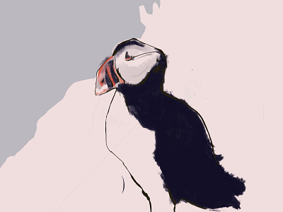 Puffin bird digital painting illustration painting procreate procreateapp puffin