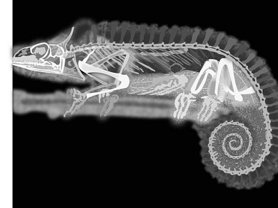 Sample x-ray animal illustration