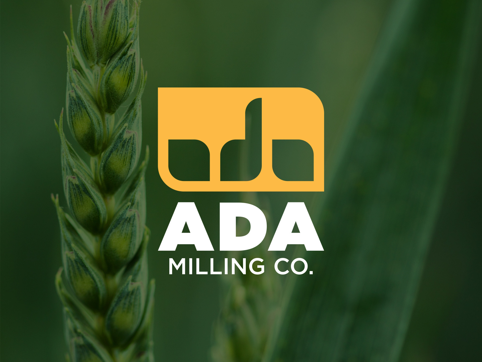 ADA Milling Co. by Rufael A. on Dribbble