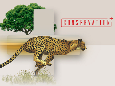 Conservation+ Brand Exploration