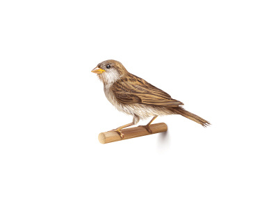 Sparrow bird icon illustration sparrow