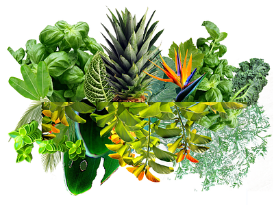 Eat Your Greens illustration photoshop plants