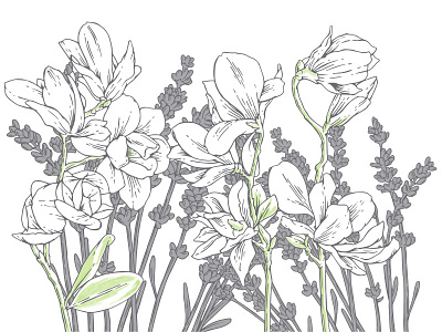 Botanical 1.1 botanical detail illustration lavendar magnolia plants