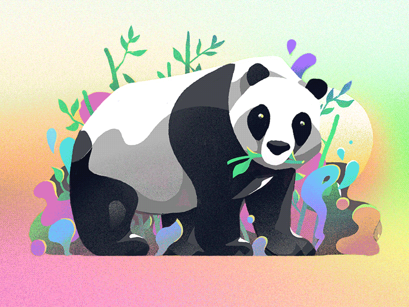 Panda animation bamboo drawing hero illustration panda procreate sketch website