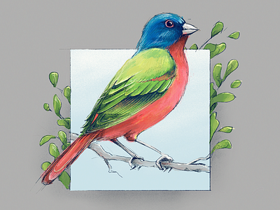 Painting - Painted Bunting apple bird drawing green illustration ipad painted bunting pencil procreate