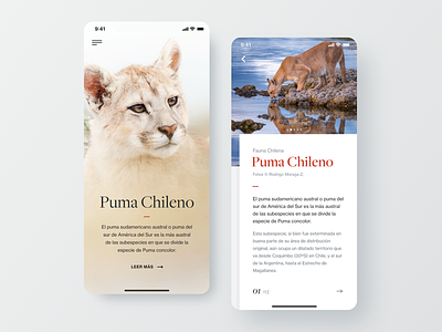 Editorial App Concept clean editorial minimal mobile puma