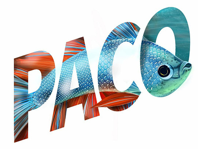 Beta Fish Paco art canada character design design draw drawing graphic design handmade illustration ipad lettering lettering art lettering artist montreal procerate typography
