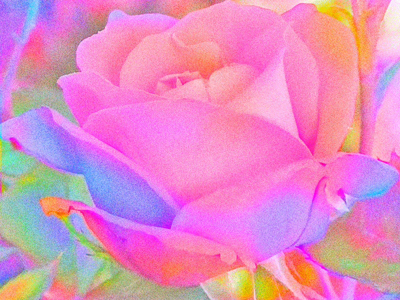 Constant Bloom