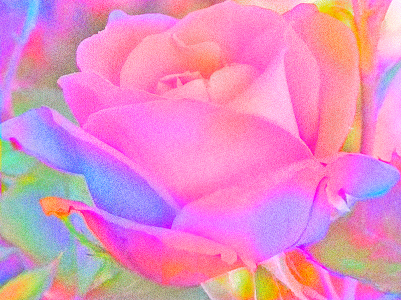 Constant Bloom animation flower garden gif pastel rainbow rose