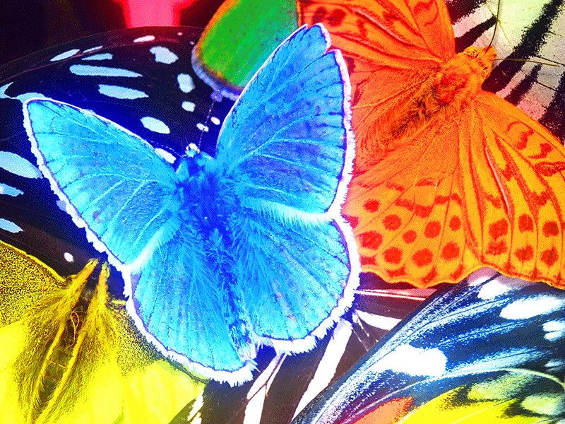 Butterlies bugs butterflies butterfly collage iridescence iridescent lisa frank rainbow