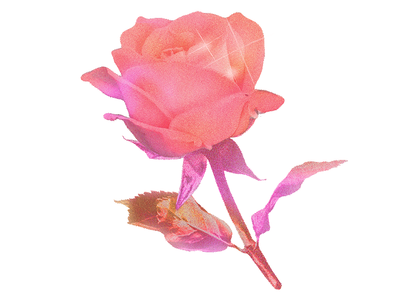 Rose Forever Blooming animation bloom blooming blossom branding digital collage gif glitter pink rose sparkle