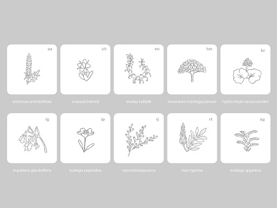 Pollen | Botanical Illustrations app icon illustration