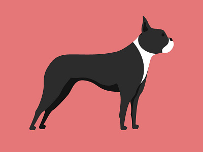 Rocky boston dog illustration terrier