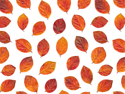 Leaf Pattern art design found leaf leaves natural pattern pattern design repeat