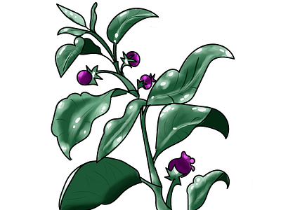 Belladona flower illustration krita