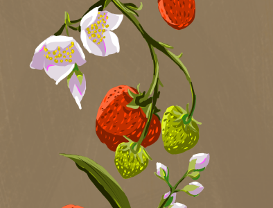 Strawberries digitalart digitaldrawing flower illustration krita