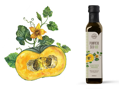 Label for pumkin seed oil drawing illustration label oil organic pumpkin vintage watercolor