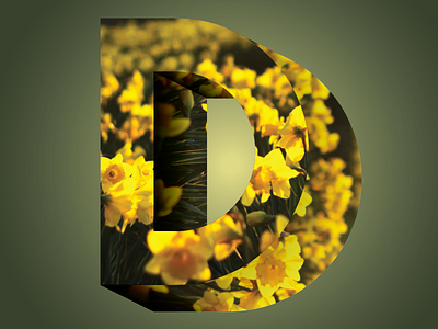 Phreaky Photo-Letters: D for Daffodil d daffodil dimension flower letters photo photography phreaky series
