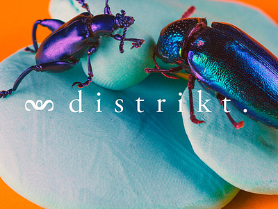 Distrikt art direction creative marketing graphic design photography set design visual design