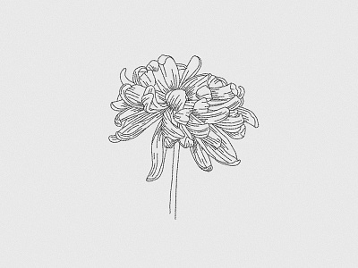 Floral — Illustration 2d artwork branding clean craft design floral flower graphics hand drawn handmade icon illustration minimal nature outline