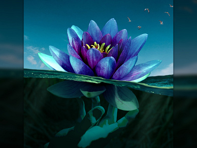 Blue Lotus graphic design photo manipulation