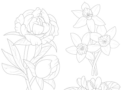 Flowers botanical flowers illustration vector