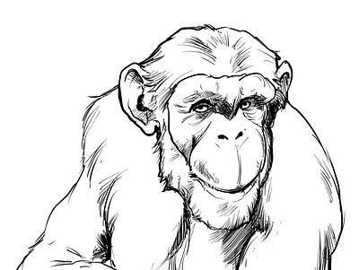 Chimpanzee illustration