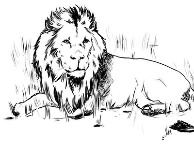 Lion illustration