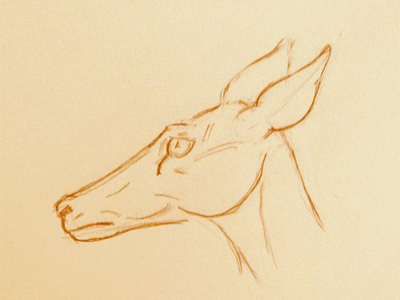 Deer animal drawing sketch