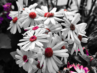 Color Grading color grading flower lightroom photography photoshop