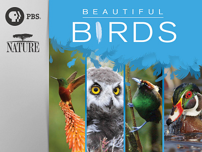 Beautiful Birds atlanta media cover poster