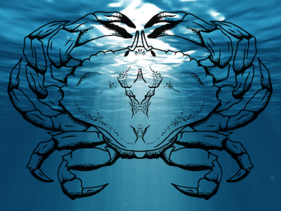 Rock Crab crab illustration water