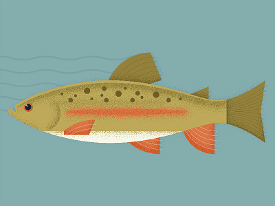 Trout Illustration fish grain illustration texture trout vintage