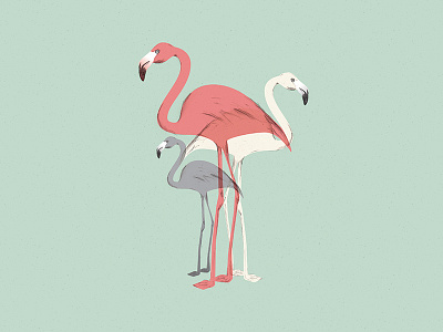 Flamingo bird birds birth card flamingo illustration