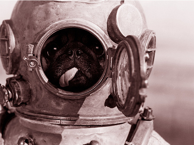 Diverdog diver dog instagram photoshop