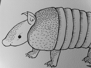 A for Armadillo illustration pen ink