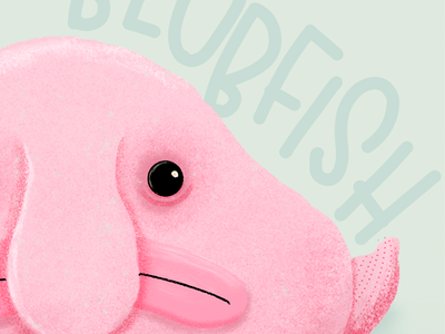 Unamused Blobfish design illustration lettering procreate procreate app procreate illustration texture
