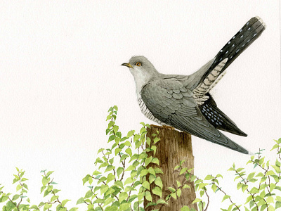 cuckoo illustration picture book watercolor